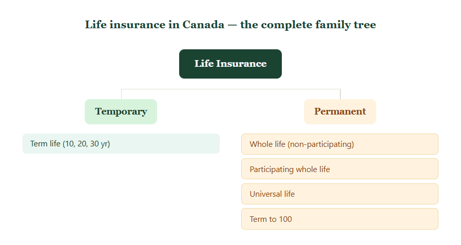 Life insurance taxonomy in Canada showing term and permanent branches including whole life, universal life, and T-100.